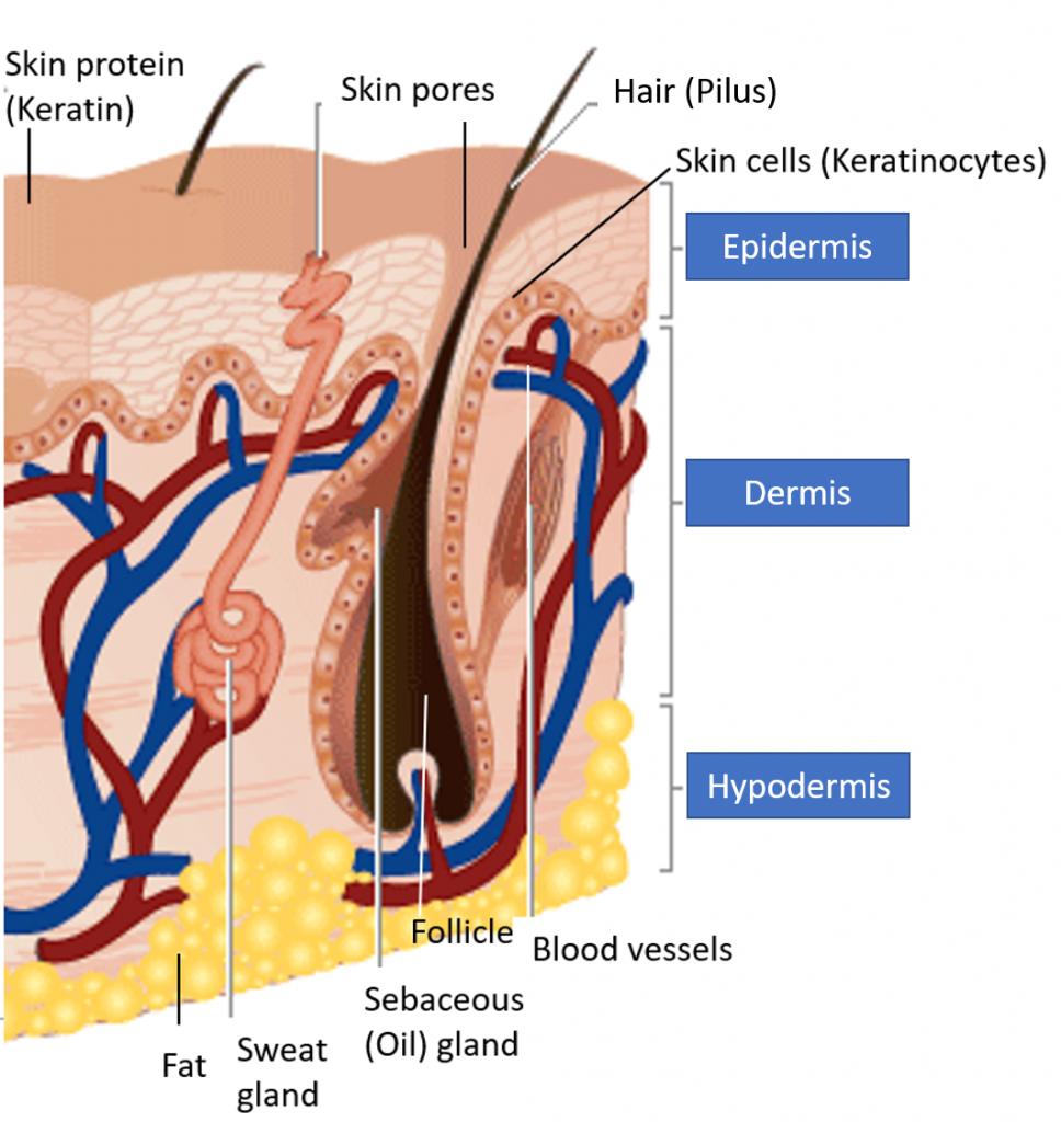 Acne Awareness And Understanding Dr Varsha Health Solutions