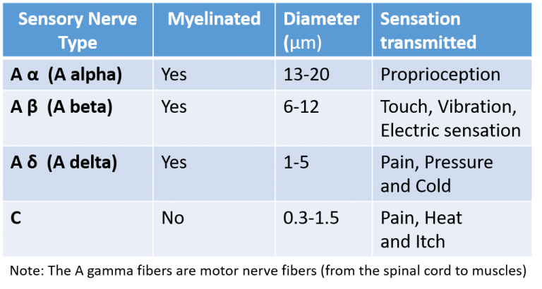 Sensory Nerve Fiber Types