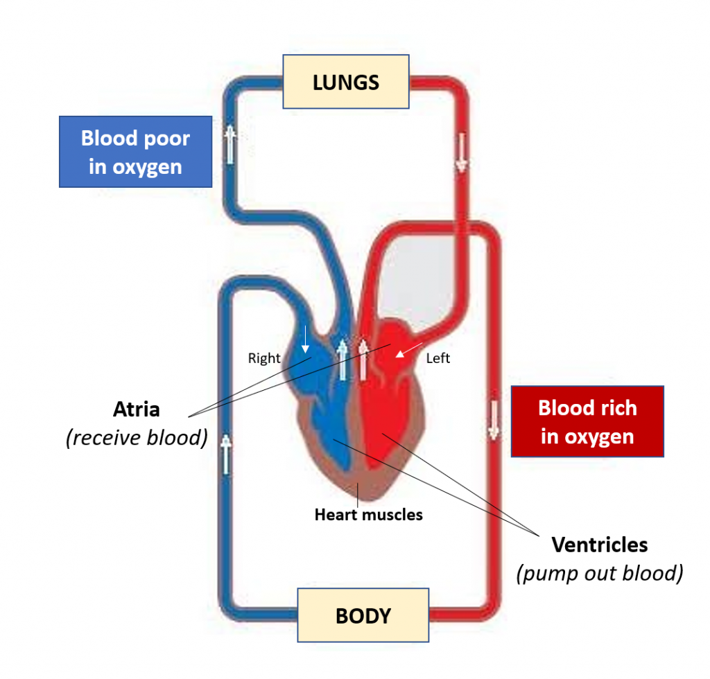 heart-function