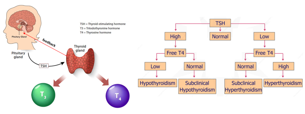 understanding-thyroid-function-signs-symptoms-and-lab-tests