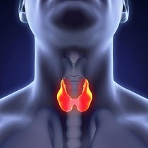 Thyroid gland