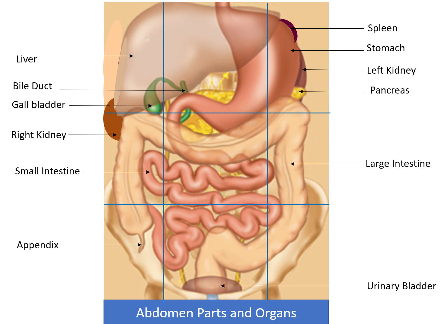 Abdomen parts and Organs