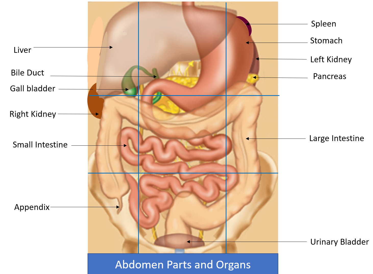 anatomy-of-the-abdomen