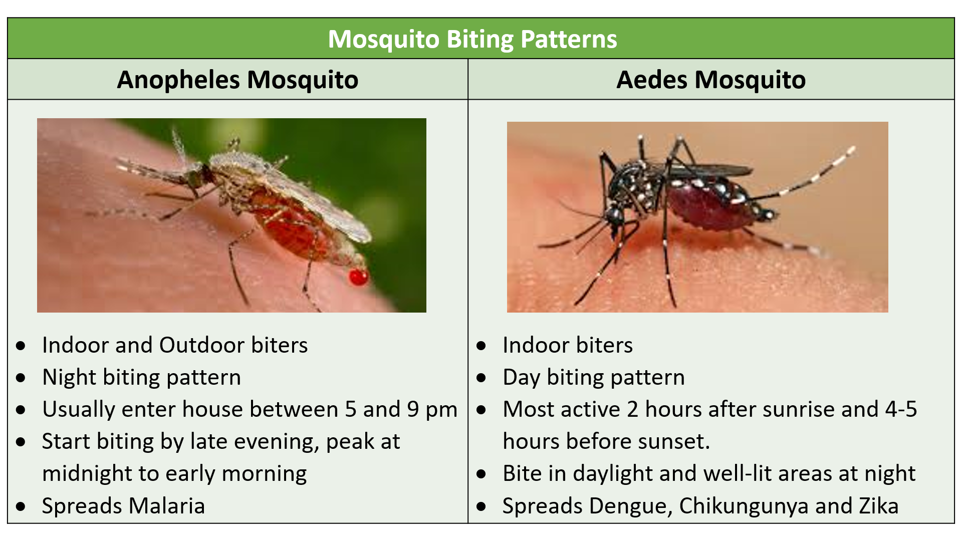 mosquito biting patterns