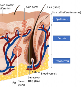 Layers and parts of Skin