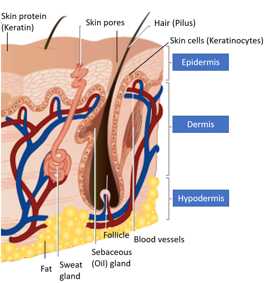 Layers and parts of Skin