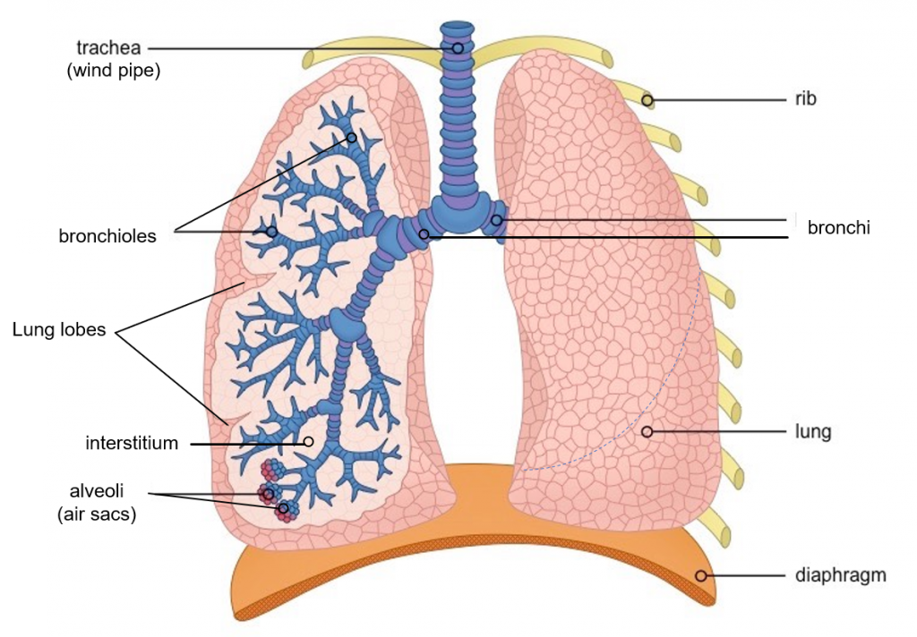 Lung Structure