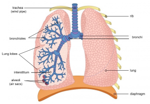Lung and Airway