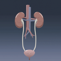 Urinary LUTS Bladder