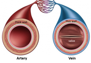 artery and vein difference