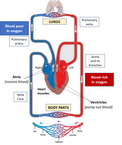 Chronic Venous Insufficiency and Varicose Veins