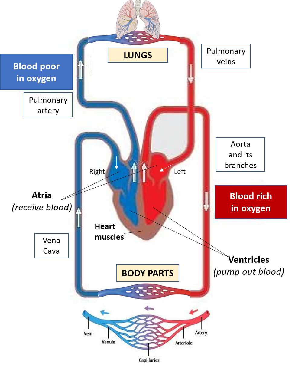 Blood vessels and circulation