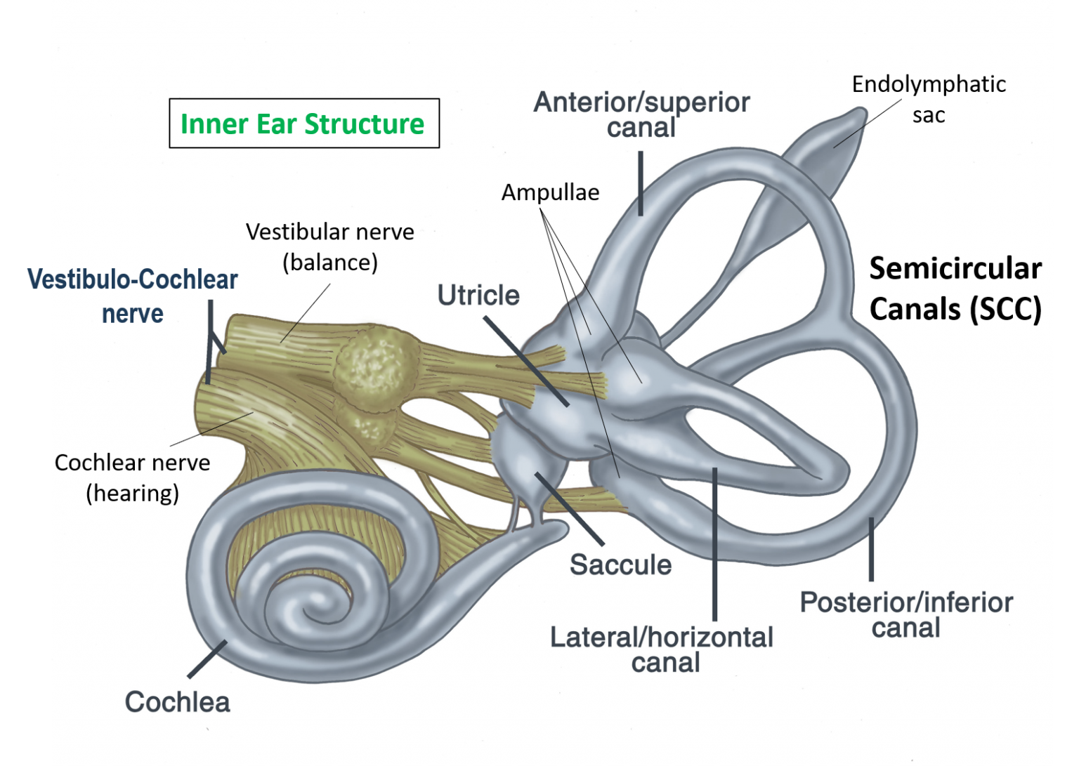 Vertigo and Common Inner Ear Conditions