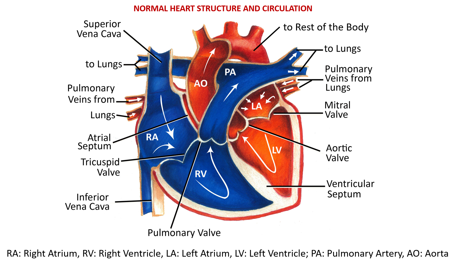 Heart structure and function
