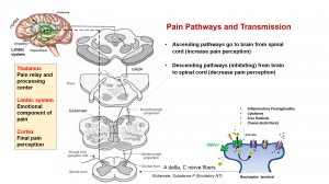 Pain transmission