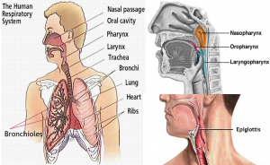 Respiratory Tract