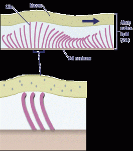 respiratory ciliary action