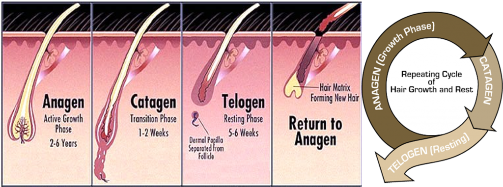 Hair cycle