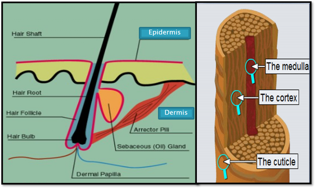 Hair fall, Hair loss and Balding - Causes and Solutions