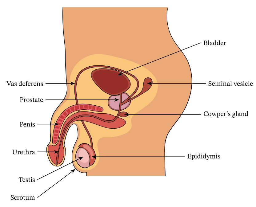 male reproductive anatomy