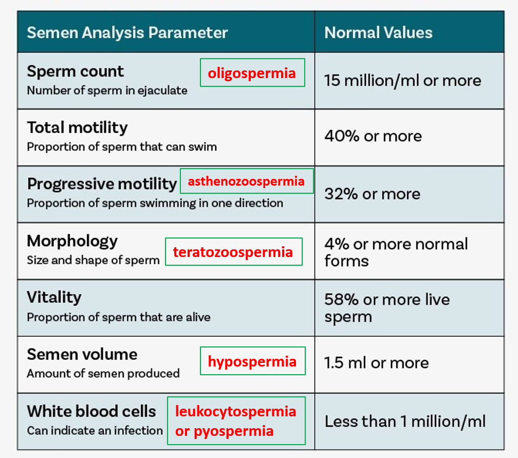 semen analysis