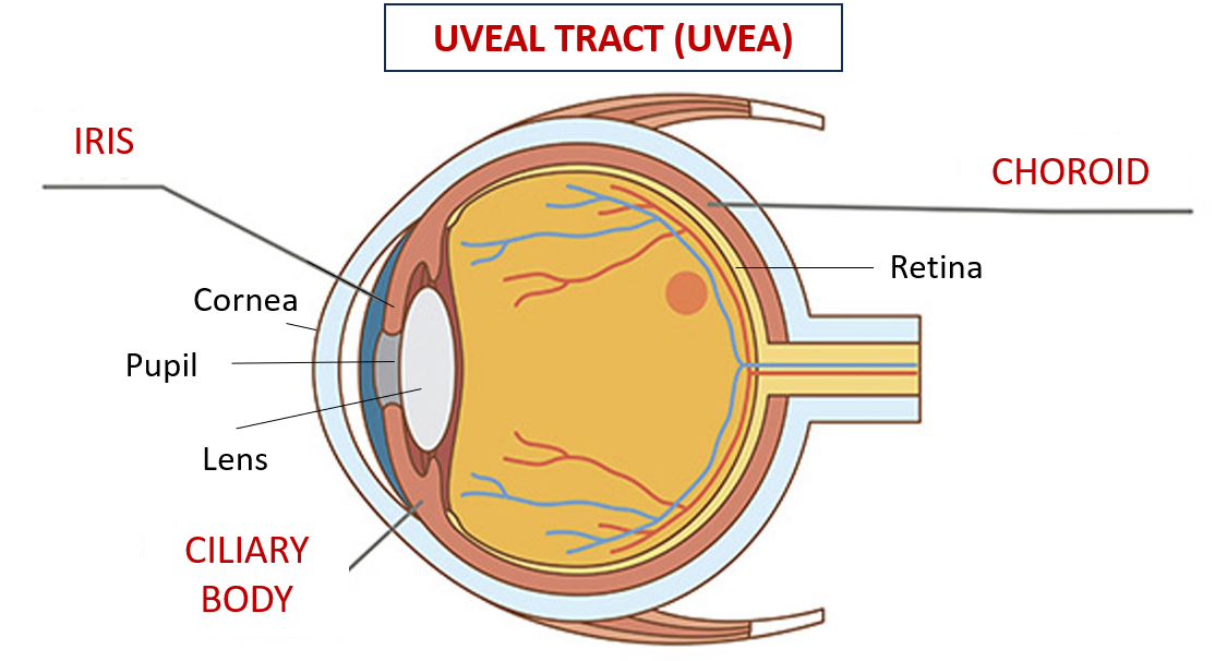 Uveal tract