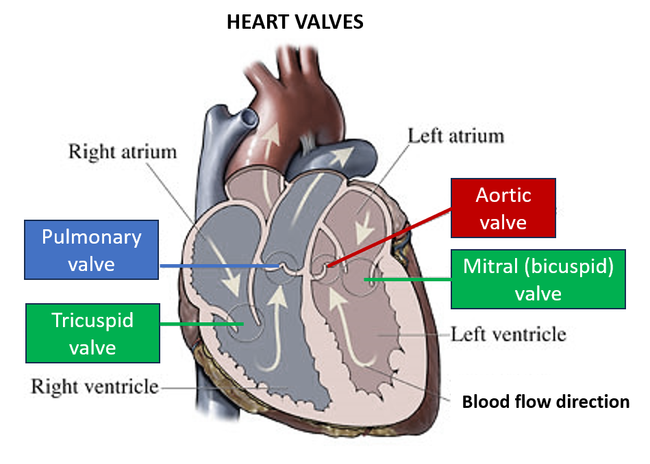 heart valves