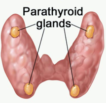 parathyroid hormone PTH
