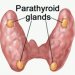 parathyroid hormone PTH